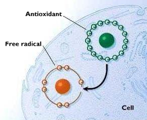 free-radicals